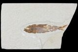 Fossil Fish (Knightia) - Wyoming #109979-1